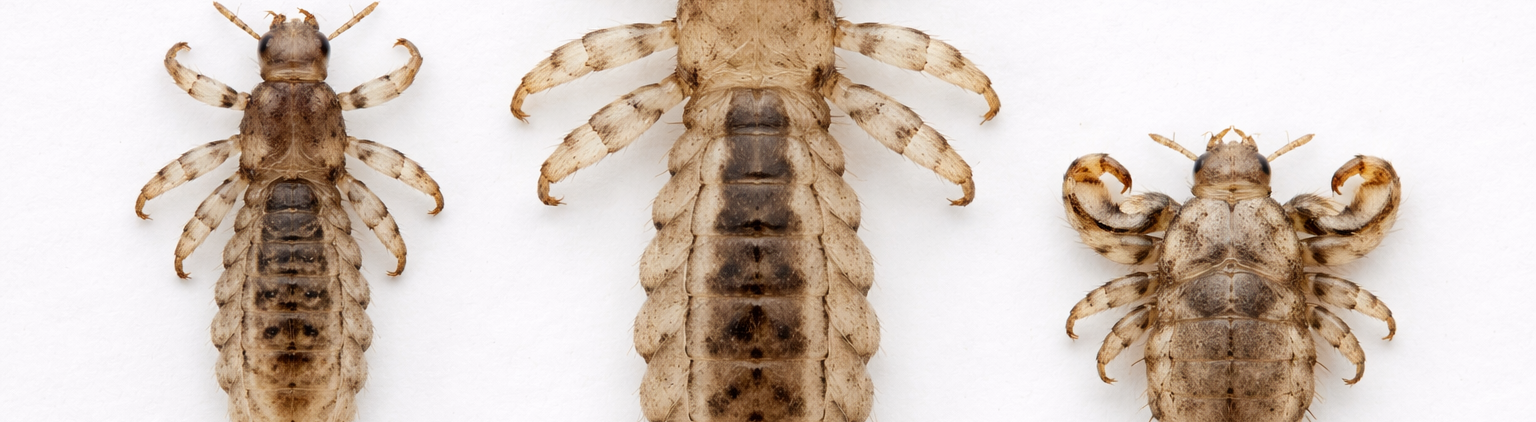 Hoofdluis, kleerluis en schaamluis