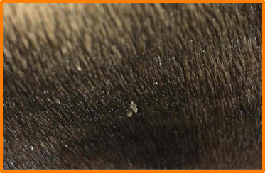 Wie krijgt hoofdluis